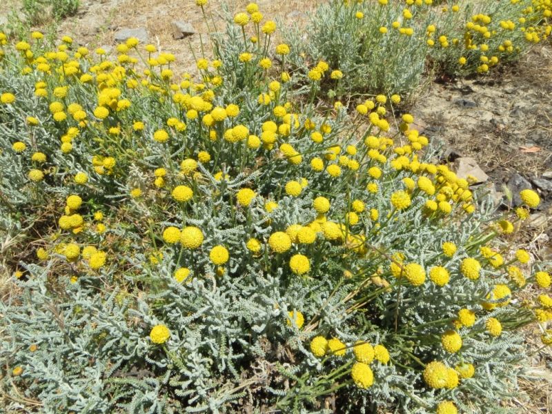 Santolina insularis / Crespolina maggiore